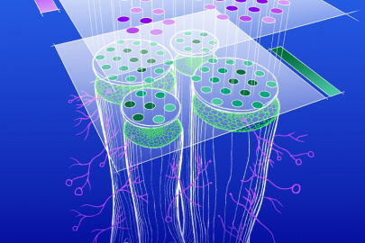 Artist’s representation of gene expression in mycorrhizae-colonized roots as obtained by the combination of single-cell and spatial gene expression analyses.